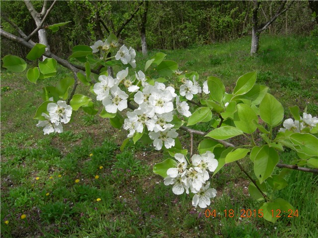 arčilend
